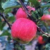 English Estivale Apples.